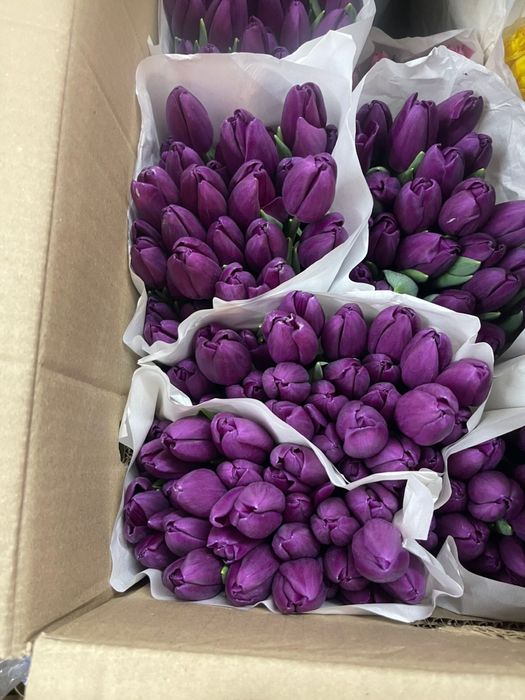 Тюльпаны оптом 350