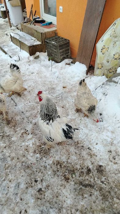 Găini Brahma lot complect