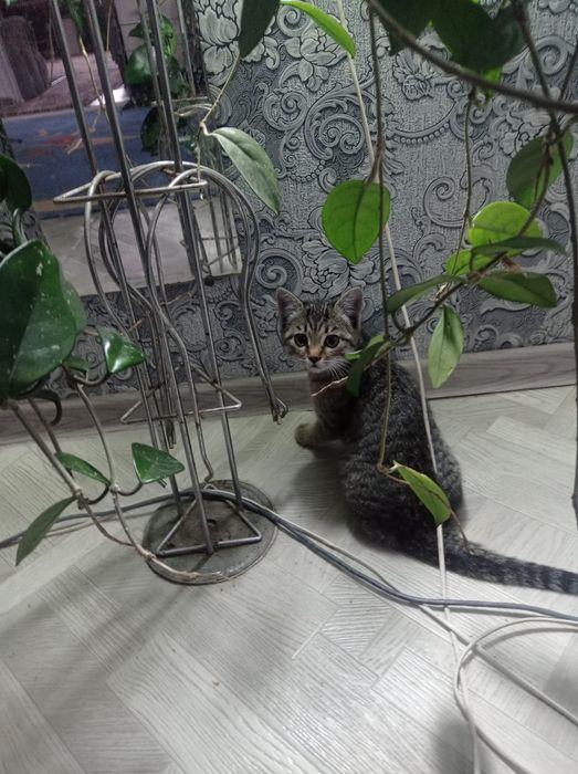 Отдам котят в хорошие руки