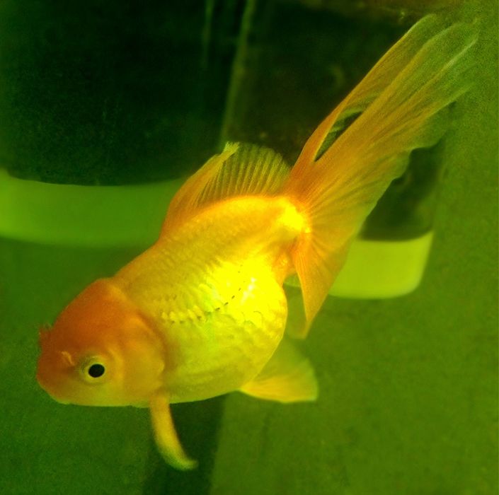 Продам золотую рыбку вуалехвост