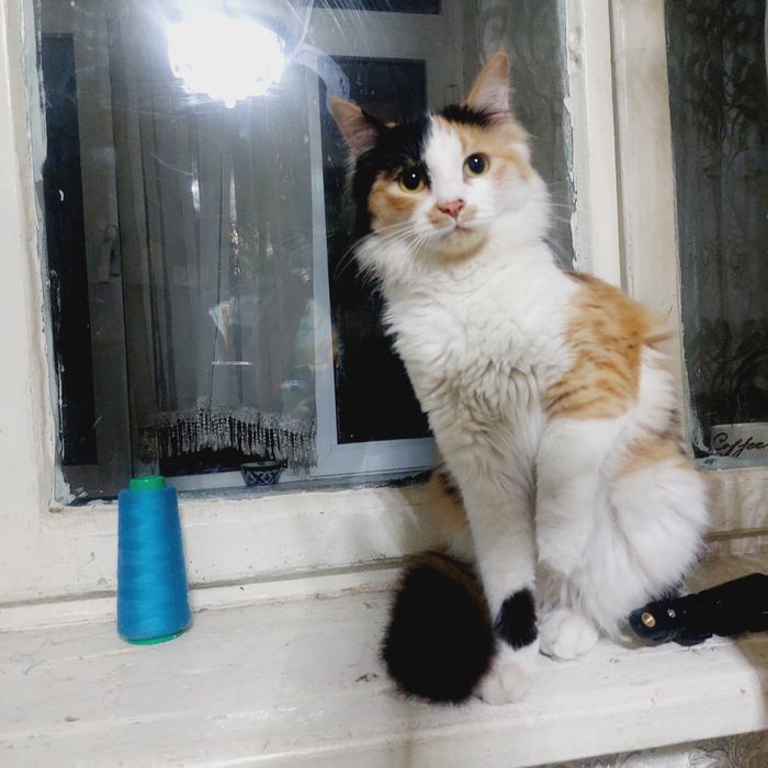 Отдам на добрые руки