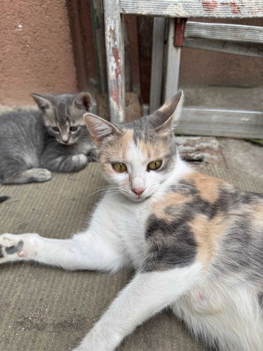 Dau spre adoptie Pui de Pisica + Pisica Castrata