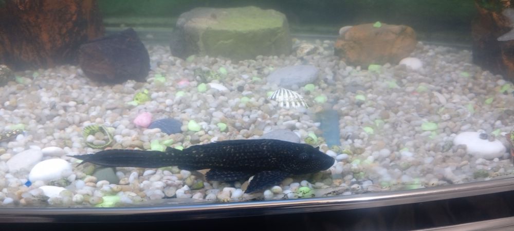 Аквариум 500л с рыбками