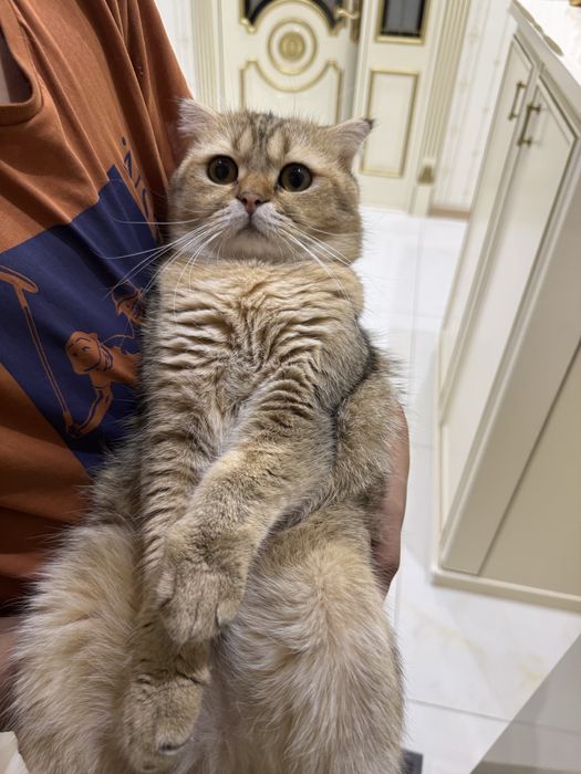 Вязка залатистый британский шиншилла