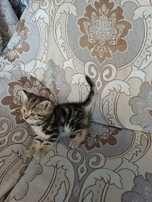 Котята мраморные шотландцы