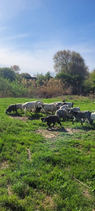 Козы.           .