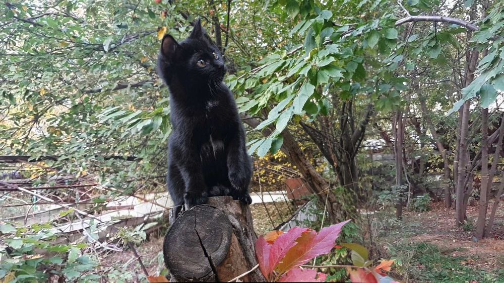 Котята замечательные, велюровые, ищут новый дом