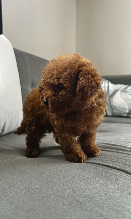 Пудел той Pudlle toy