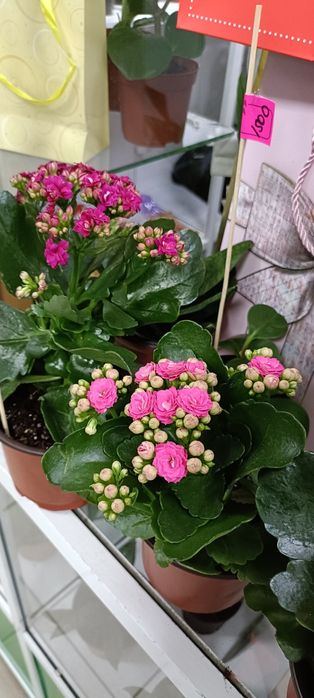 Каланхоэ:4500 тенге