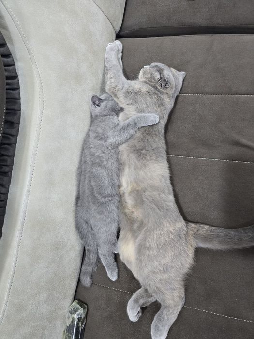 Мушук сотилади 2 ойлик