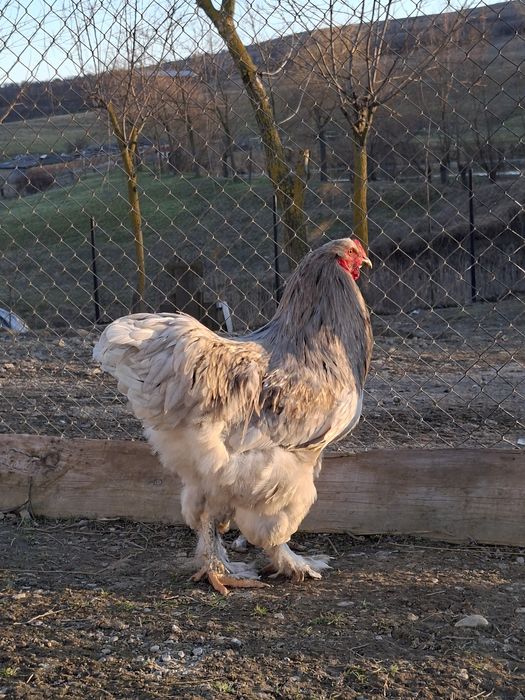 Cocoși/ouă rasă brahma