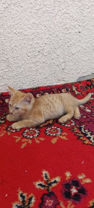 Отдам котенка в добрые руки!