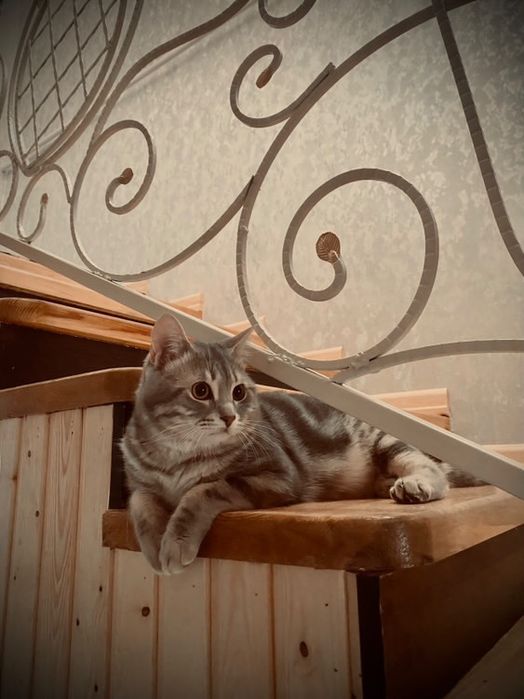 Nina Mersedes virtual pornoda