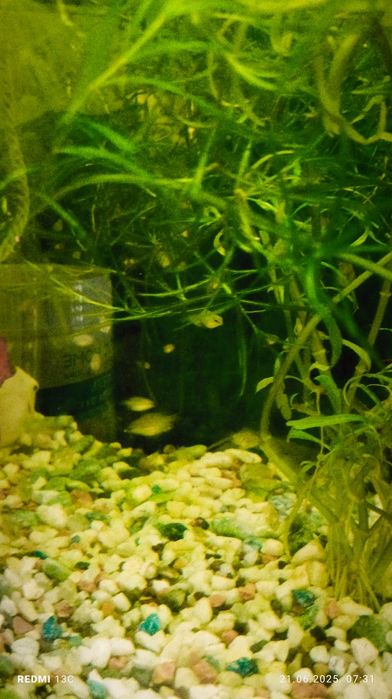 Продам папугай сапфировое подростки