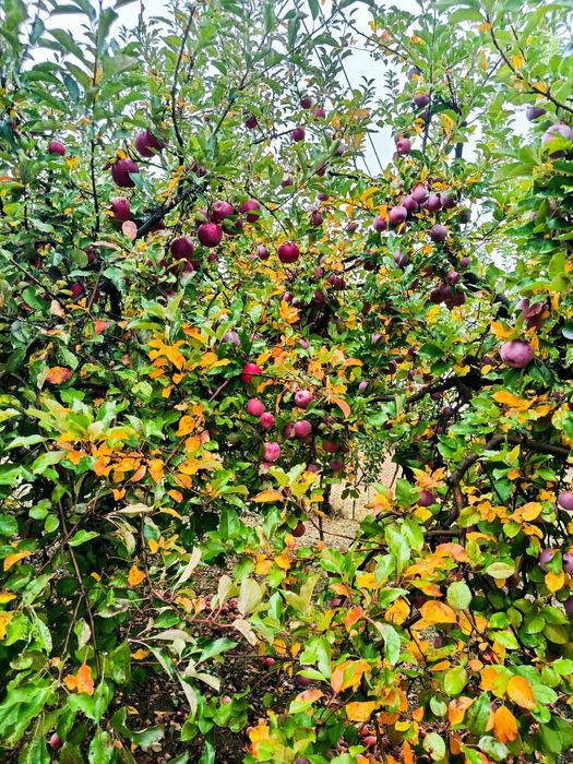 Prune si mere de vanzare
