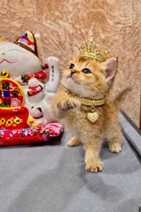 Продается крутой пацанчик красвчек