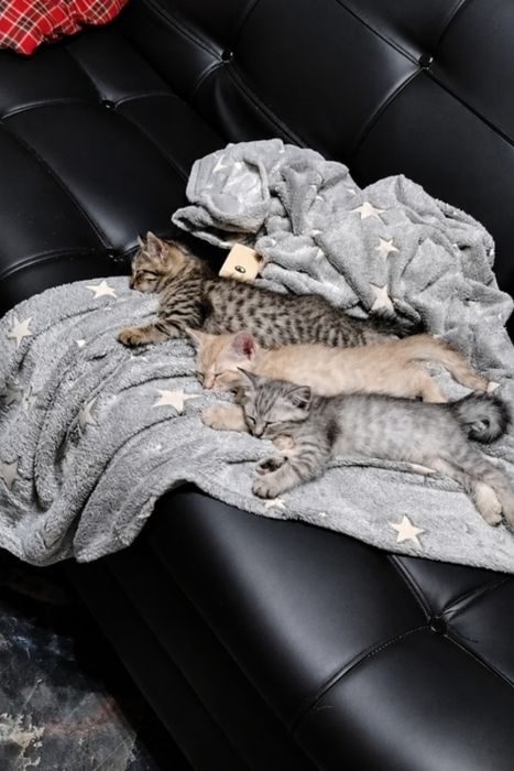 Котята 2000. Мама британка