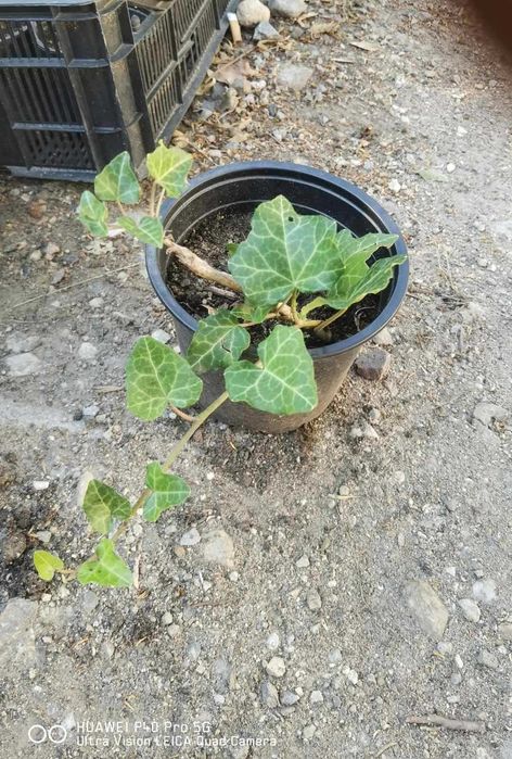 Бръшлян - Хедера обикновен (Hedera)