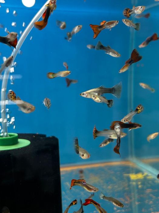 Аквариумные рыбки.
