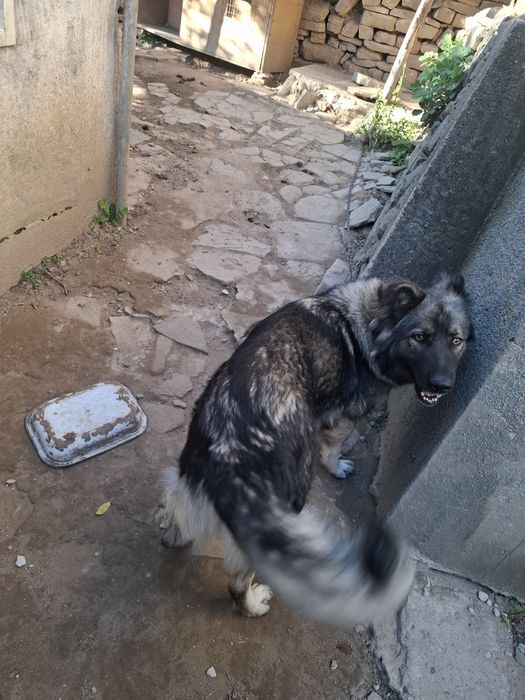 Подарявам  куче.