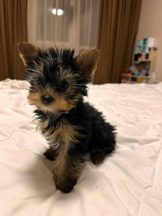 Женско МИНИ йорки