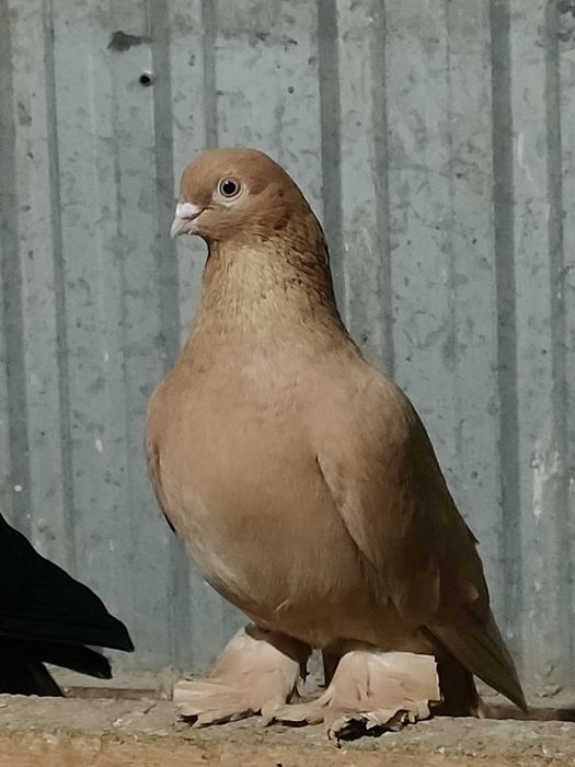 Голуби голуби голуби