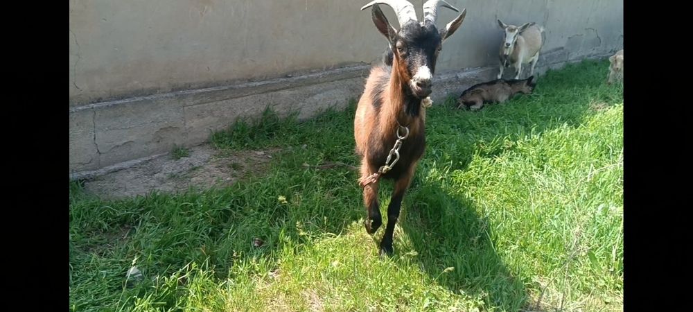 Ешкі теке теке теке