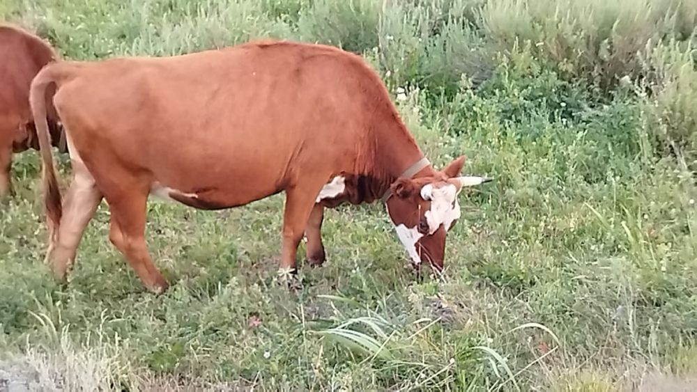 Крупно рогатый скот