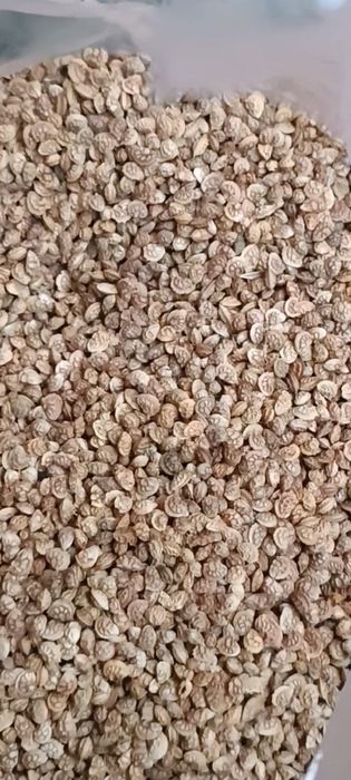 Семена Эспарцета