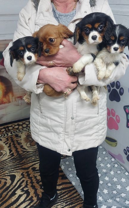 Кавалер кинг чарлз шпаньол.