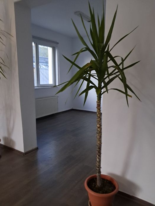 Vind doua plante ptr liwing