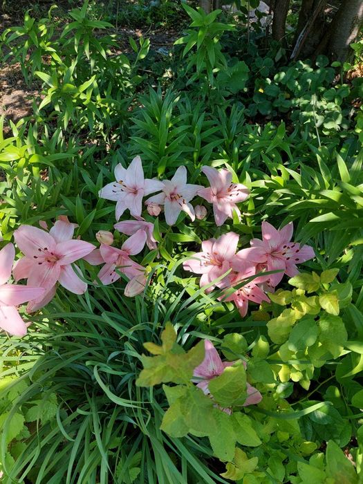 Продам дачу на Айгуле