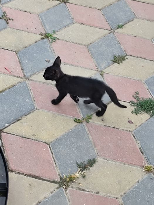 Ofer pui de pisică spre adopție GRATUIT