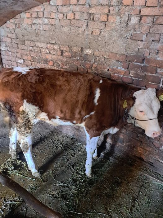 Disponibilă super vițea de 6 luni