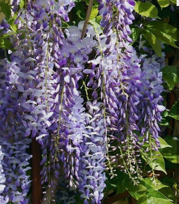 Wisteria (Glicina )La Ghiveci
