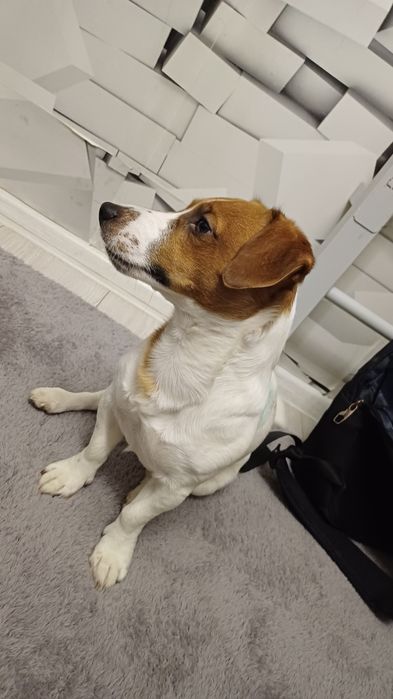 Вязка Jack Russell — Ташкент
