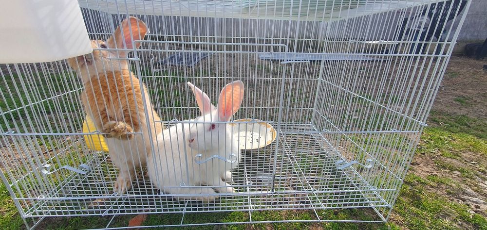 Vand iepuri Rex si New zealand white METIS