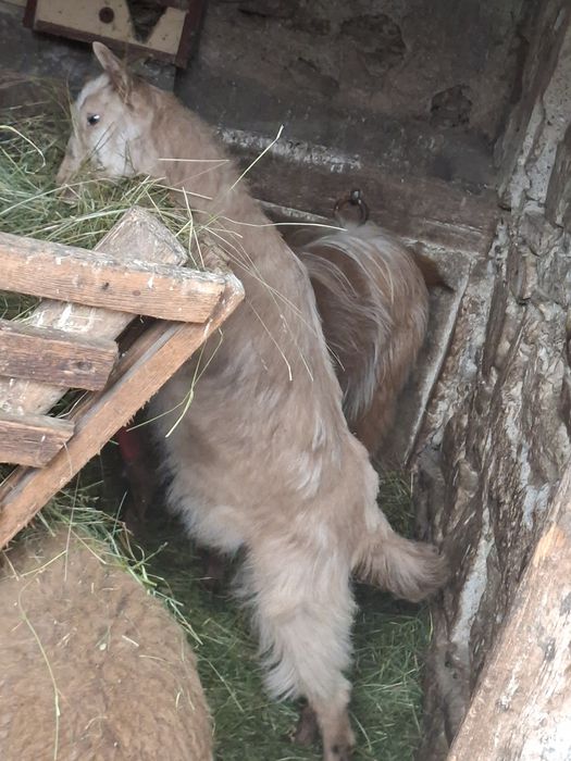 Vand o capră cu 3 iezi