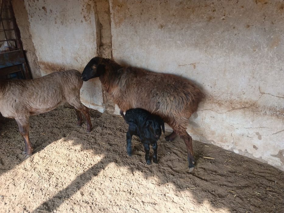 Қойлар сатылады.