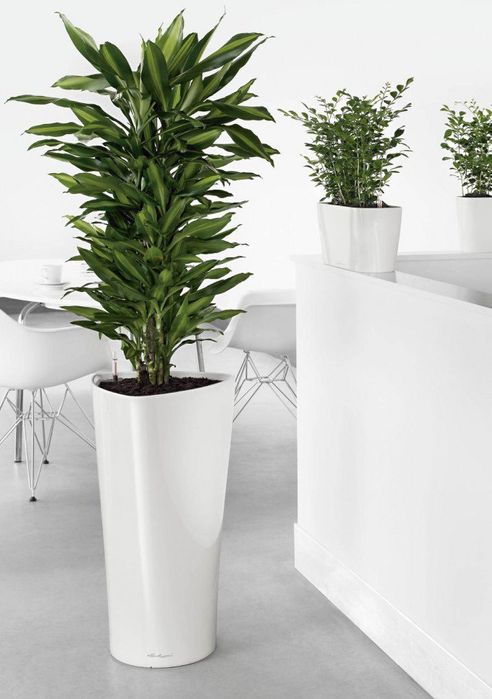 Цветы комнатные офисные в горшках гуллар тувакда