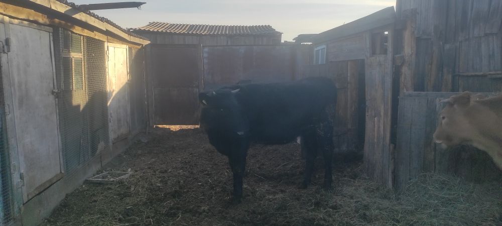 Продам тёлочек на согым