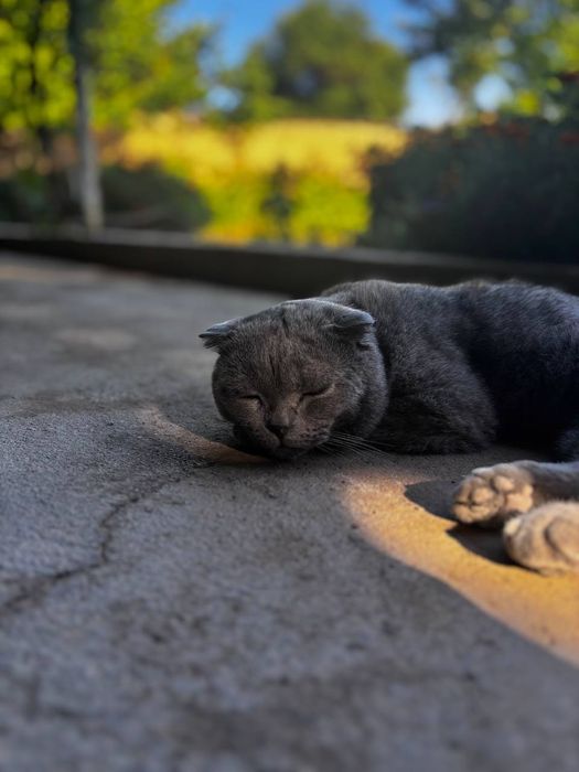 Scottish fold 2yosh o'g'lbola
