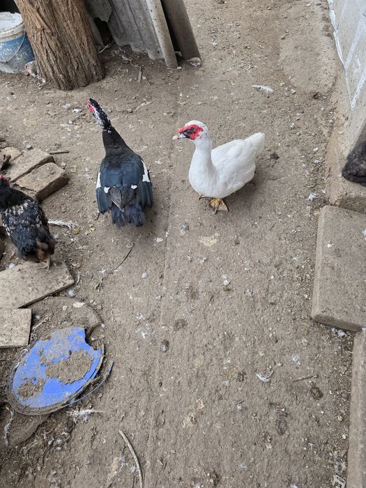 De vânzare gâște,rețe și curcani.