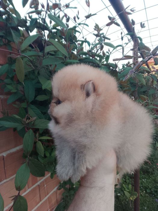 Померан (мини Померан)