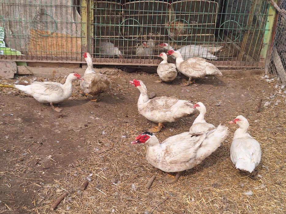 Индоутки крупные