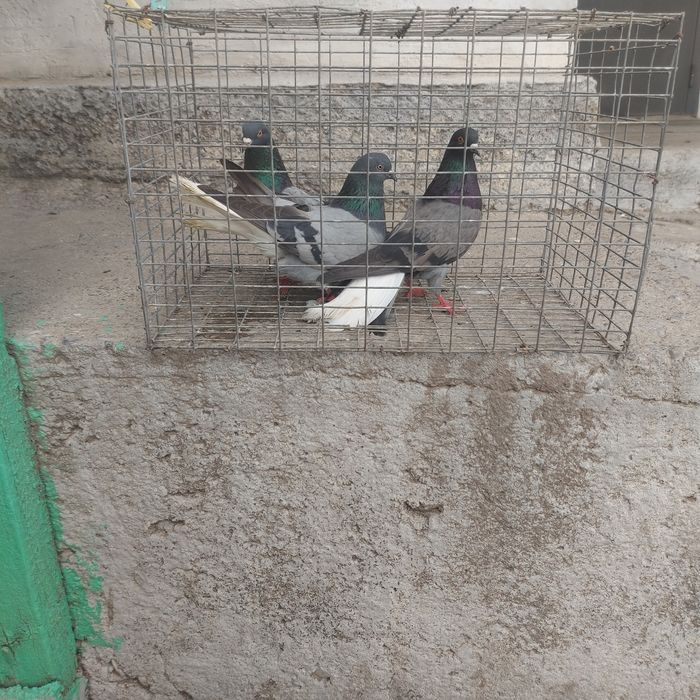 Сизи белахвость бабочки