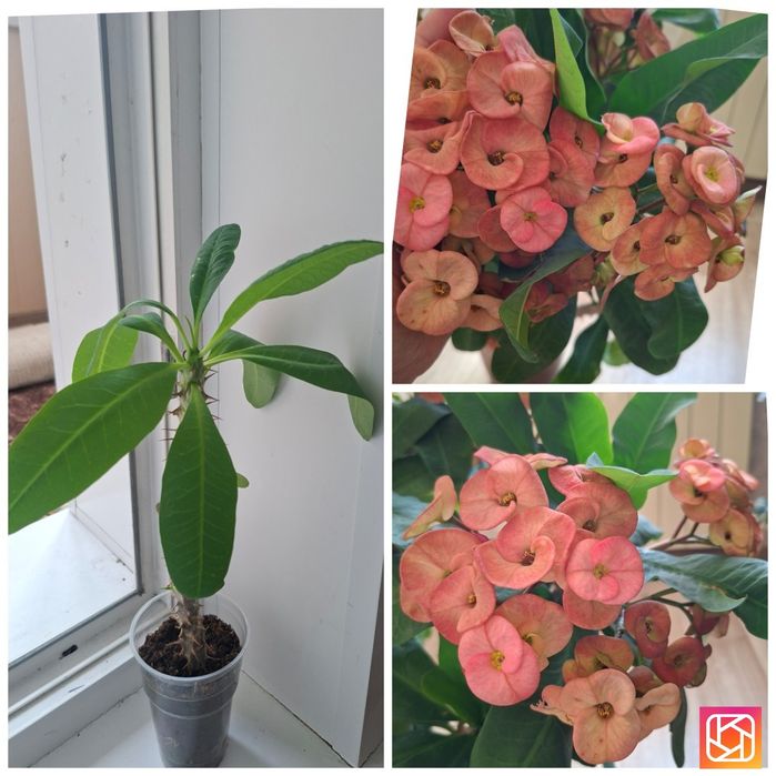 Продам комнатные цветы