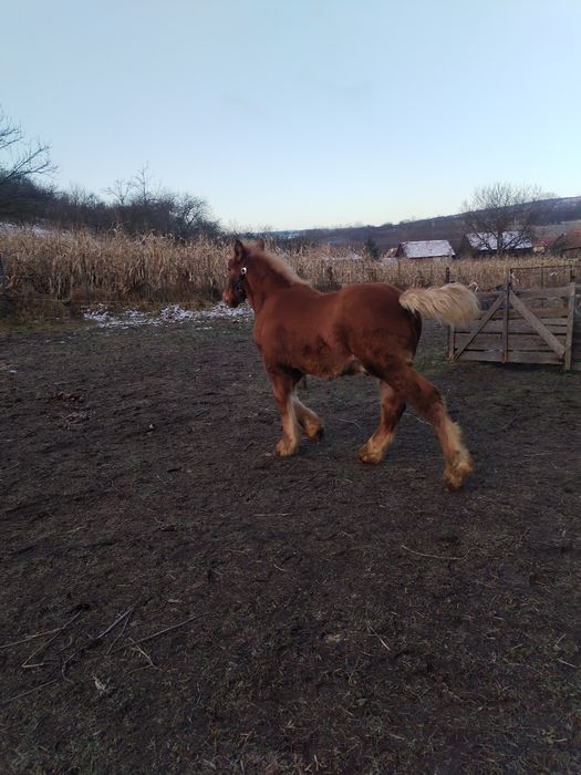 Vând iapă cu mânz!