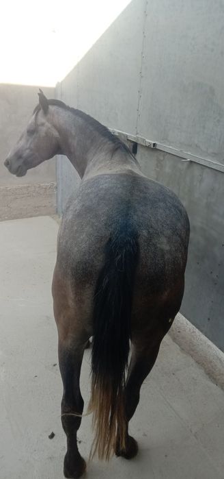 Ат сатылады багасы миллион биржуз