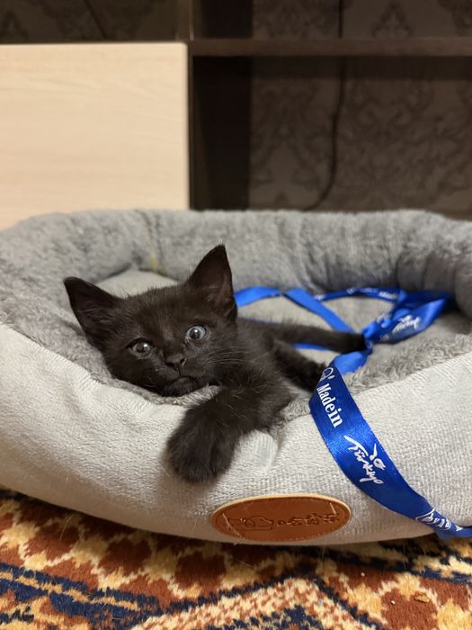 Отдам котенка в добрые руки!